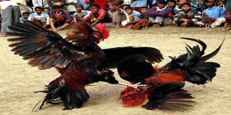 Đá Gà Cựa Sắt Kinh Nghiệm Chơi Đá Gà Cựa Sắt Từ Cao Thủ