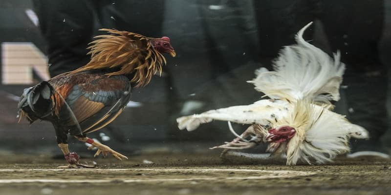 Trang Đá Gà Trực Tiếp Giới Thiệu Trang Đá Gà Trực Tiếp