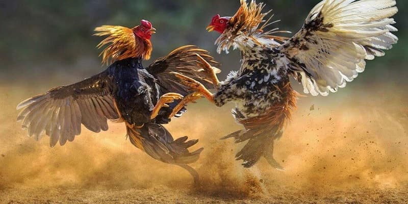 Trang Đá Gà Trực Tiếp Trang Đá Gà Trực Tiếp: Sự Hấp Dẫn Không Thể Bỏ Qua